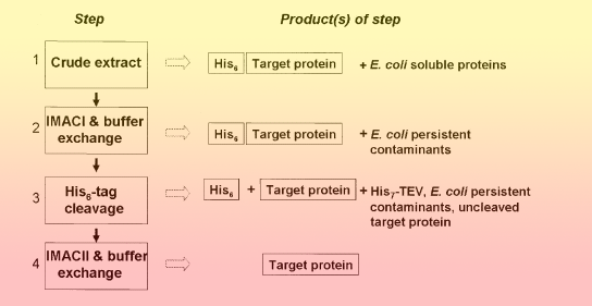 mcsg technologies    protein production